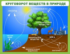 Стенд "Круговорот веществ" - fgospostavki.ru - Грозный
