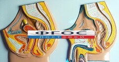 Модель барельефная "Таз мужской и таз женский" - fgospostavki.ru - Грозный