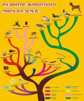 Стенд "Развитие животного мира на земле" - fgospostavki.ru - Грозный