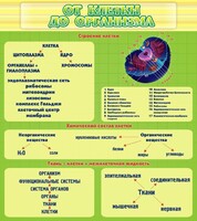 Стенд "От клетки до организма" - fgospostavki.ru - Грозный