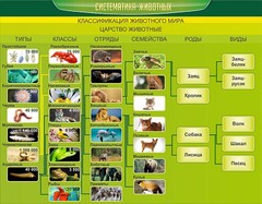 Стенд "Систематика животных" - fgospostavki.ru - Грозный