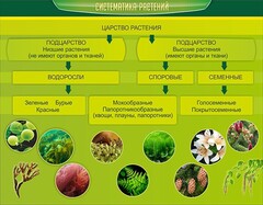 Стенд "Систематика растений" - fgospostavki.ru - Грозный