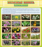 Стенд "Красная книга - растения" - fgospostavki.ru - Грозный