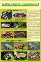 Стенд "Класс земноводные" - fgospostavki.ru - Грозный