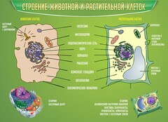 Стенд "Строение животной и растительной клеток" - fgospostavki.ru - Грозный