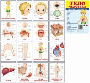 Раздаточные карточки "Тело человека" - fgospostavki.ru - Грозный