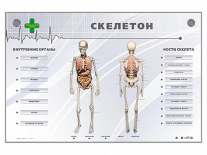 Электрифицированный стенд-тренажер "Скелетон" - fgospostavki.ru - Грозный