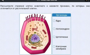 Интерактивные курсы. Биология 8 класс. Базовый - fgospostavki.ru - Грозный
