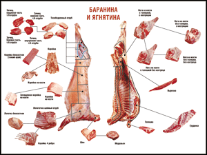 Таблица "Правила разделки мясных туш. Баранина и ягнятина" (100х140 сантиметров, винил) - fgospostavki.ru - Грозный