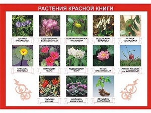 Таблица демонстрационная "Растения Красной книги" (винил 100*140) - fgospostavki.ru - Грозный