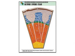 Рельефная таблица "Клеточное строение стебля" (формат А1, матовое ламинирование) - fgospostavki.ru - Грозный
