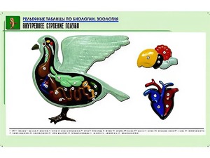 Рельефная таблица "Внутреннее строение голубя" (формат А1, матовое ламинирование) - fgospostavki.ru - Грозный