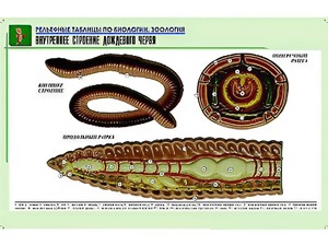 Рельефная таблица "Внутреннее строение дождевого червя" (формат А1, матовое ламинирование) - fgospostavki.ru - Грозный
