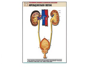 Рельефная таблица "Мочевыделительная система" (формат А1, матовое ламинирование) - fgospostavki.ru - Грозный