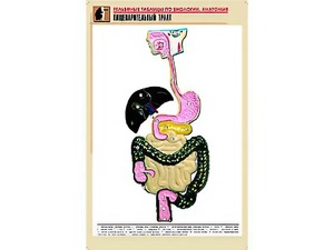 Рельефная таблица "Пищеварительный тракт" (формат А1, матовое ламинирование) - fgospostavki.ru - Грозный