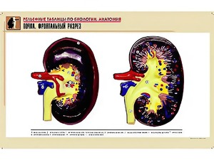 Рельефная таблица "Почка. Фронтальный разрез" (формат А1, матовое ламинирование) - fgospostavki.ru - Грозный