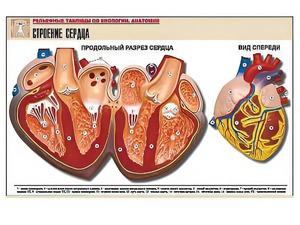 Рельефная таблица "Строение сердца" (формат А1, матовое ламинирование) - fgospostavki.ru - Грозный
