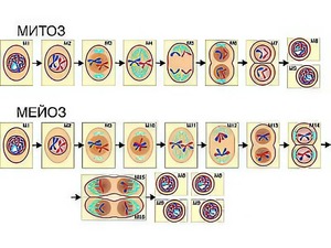 Модель-аппликация "Деление клетки. Митоз и мейоз" (ламинированная) - fgospostavki.ru - Грозный