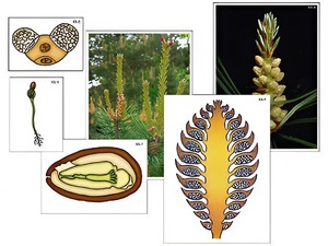 Модель-аппликация "Размножение сосны" (ламинированная) - fgospostavki.ru - Грозный