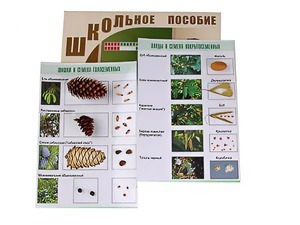 Коллекция "Шишки, плоды, семена деревьев и кустарников" - fgospostavki.ru - Грозный