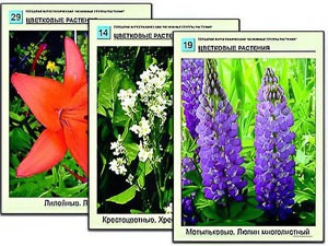 Гербарий фотографический "Основные группы растений" - fgospostavki.ru - Грозный