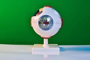 Модель глаза - fgospostavki.ru - Грозный