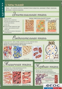 Комплект таблиц. Биология 8-9 класс. Человек. - fgospostavki.ru - Грозный