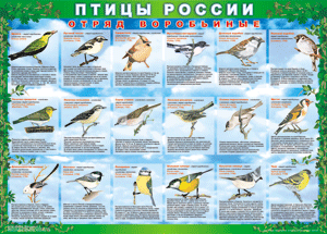 Комплект таблиц "Птицы России (4 листа)" (100х140 сантиметров, винил) - fgospostavki.ru - Грозный