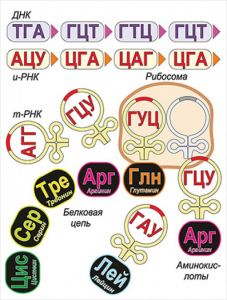 Модель-аппликация Биосинтез белка - fgospostavki.ru - Грозный