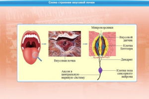 Интерактивные курсы. Биология 10 класс. Расширенный. - fgospostavki.ru - Грозный