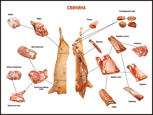 Таблица "Правила разделки мясных туш. Свинина" (100х140 сантиметров. винил) - fgospostavki.ru - Грозный