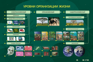Электрифицированный стенд "Уровни организации жизни" - fgospostavki.ru - Грозный