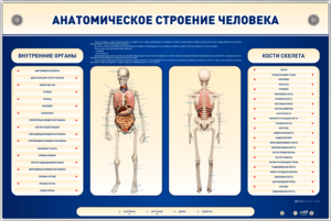 Электрифицированный стенд-тренажер c макетом скелета "Анатомическое строение человека" - fgospostavki.ru - Грозный