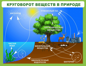 Стенд "Круговорот веществ" - fgospostavki.ru - Грозный