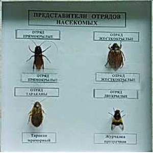 Коллекция энтомологическая "Представители отряда насекомых" - fgospostavki.ru - Грозный