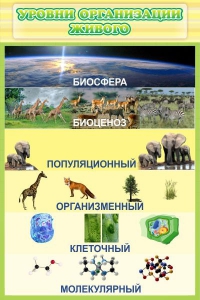 Стенд "Уровни организации живого" - fgospostavki.ru - Грозный