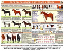 Комплект плакатов "Служебное коневодство" - fgospostavki.ru - Грозный