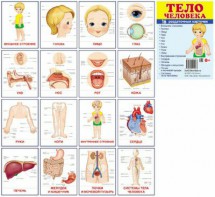 Раздаточные карточки "Тело человека" - fgospostavki.ru - Грозный