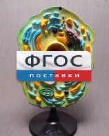 Модель "Клетка растения" - fgospostavki.ru - Грозный