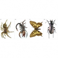 Модель-аппликация Многообразие беспозвоночных - fgospostavki.ru - Грозный