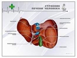 Стенд "Строение печени человека" - fgospostavki.ru - Грозный