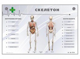 Электрифицированный стенд-тренажер "Скелетон" - fgospostavki.ru - Грозный