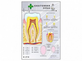 Электрифицированный стенд "Анатомия зуба" - fgospostavki.ru - Грозный