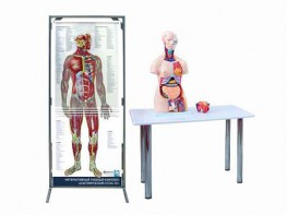 Интерактивный учебный комплекс "Анатомический атлас 3D" - fgospostavki.ru - Грозный