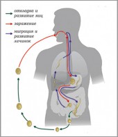 Модель-аппликация Цикл развития аскариды - fgospostavki.ru - Грозный