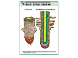 Рельефная таблица "Внешнее и внутреннее строение корня" (формат А1, матовое ламинирование) - fgospostavki.ru - Грозный