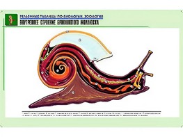Рельефная таблица "Внутреннее строение брюхоногого моллюска" (формат А1, матовое ламинирование) - fgospostavki.ru - Грозный