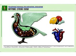 Рельефная таблица "Внутреннее строение голубя" (формат А1, матовое ламинирование) - fgospostavki.ru - Грозный
