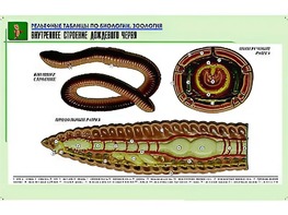 Рельефная таблица "Внутреннее строение дождевого червя" (формат А1, матовое ламинирование) - fgospostavki.ru - Грозный