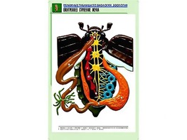Рельефная таблица "Внутреннее строение жука" (формат А1, матовое ламинирование) - fgospostavki.ru - Грозный